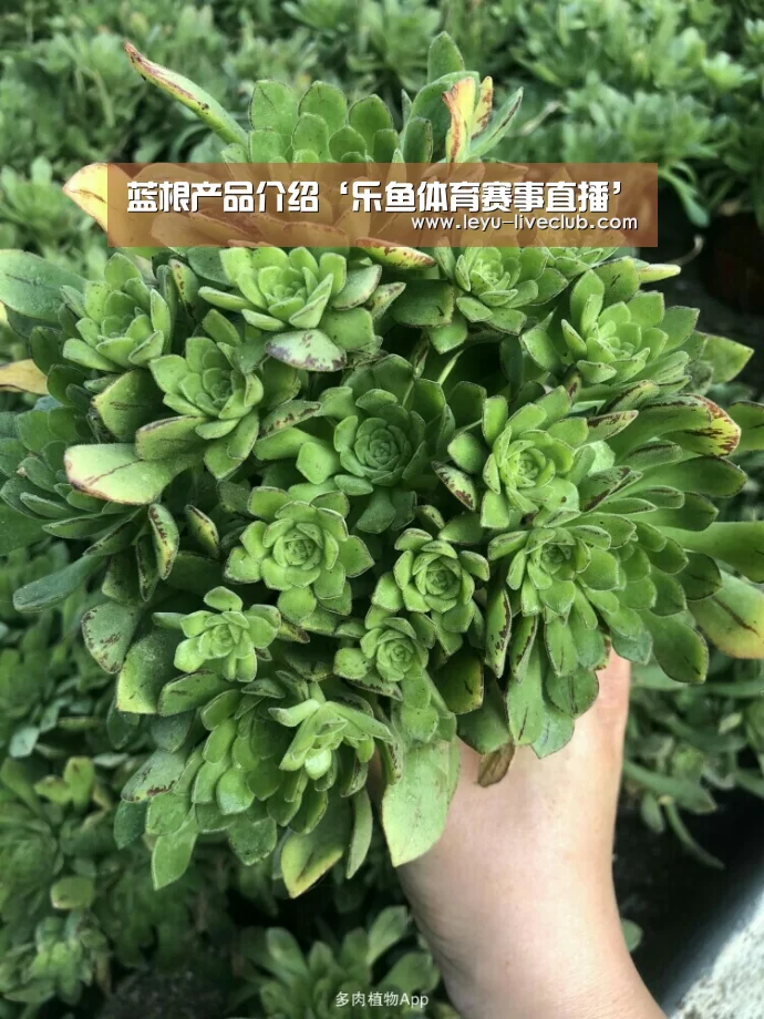 乐鱼体育